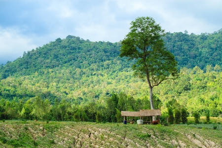 Huts with pineapple field in the front and mountains in the back on the Thailand-Burma borderの写真素材