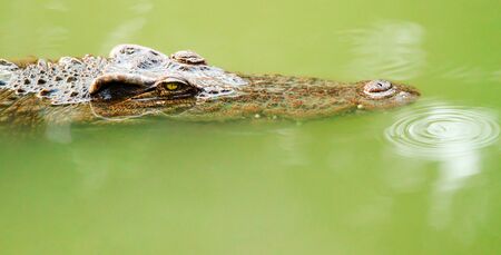 Frightful Crocodile is staring at you !の写真素材