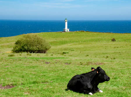 Cabo de Lastres lighthouse in Luces-Colunga, in Asturias (Spain). A cow lying on a green meadowの写真素材