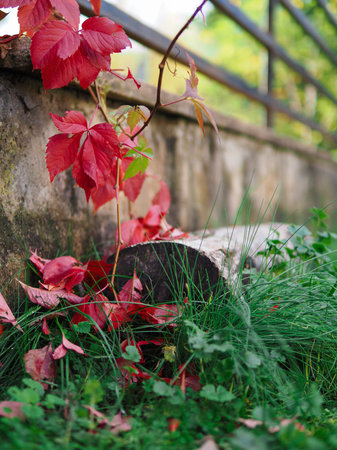 detail of red autumn leaves in park. dry trunk in the background. selective focusの写真素材