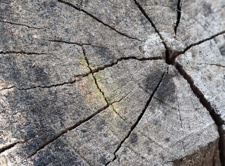 Close-up of a tree stump in section, with growth rings and cracks. Weather-damaged wood, grey color