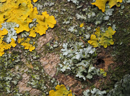 Extreme close up of yellow lichen and green moss on the bark of a tree. Tree trunk covered by lichen and moss.の写真素材