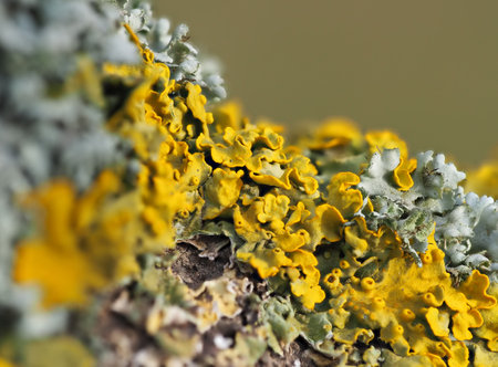 Extreme close up of yellow lichen and green moss on the bark of a tree. Tree trunk covered by lichen and moss. Shallow focus.の写真素材