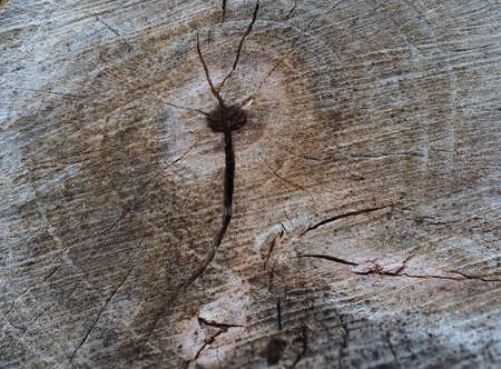 Close-up of a tree stump in section, with growth rings and cracks. Weather-damaged wood, grey colorの写真素材