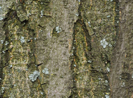 Extreme close up of yellow lichen and green moss on the bark of a tree. Tree trunk covered by lichen and moss.の写真素材