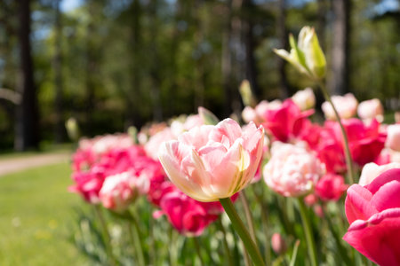 Pink tulips in the garden on a sunny day. Spring flowers.の写真素材