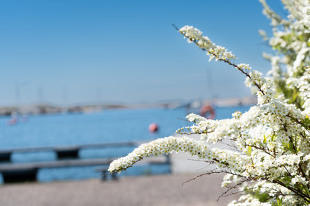 Spiraea thunbergii on the background of the seaの写真素材