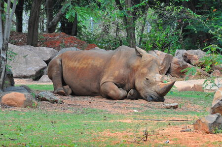 Rhinoceros on the relax and easy day の写真素材