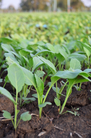 The baby fresh organic vegetableの写真素材