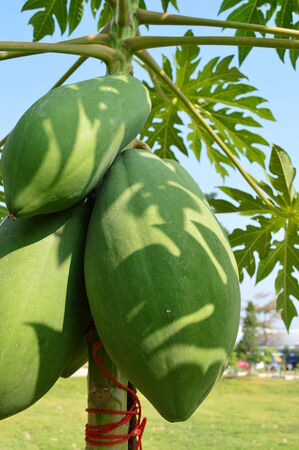 The rich green papaya is readyの写真素材