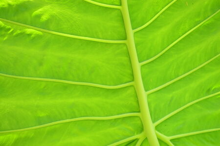 Big green leaf in the morningの写真素材