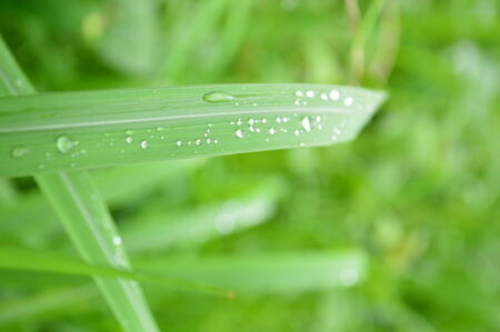Fog on the grass in the morningの写真素材