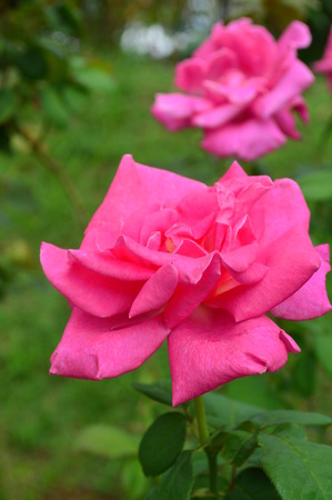 The delighted pink roseの写真素材