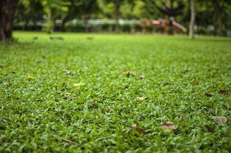 green grassの写真素材