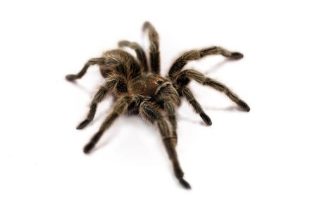 Close up of Tarantula spider isolated on white background.の写真素材