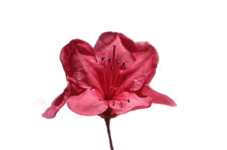Hot Pink Amaryllis Flower Blossom isolated on White Backgroundの写真素材