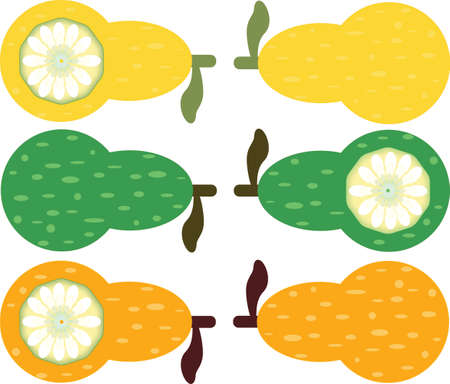 an imaginary colorful squash fruits setのイラスト素材