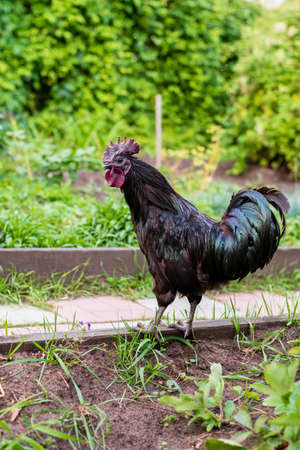 a black rooster walks in the summer on the lawn in the garden, a portrait of a domestic black rooster against a background of greenery close-up with space for copying textの写真素材