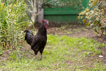 a black rooster walks in the summer on the lawn in the garden, a portrait of a domestic black rooster against a background of greenery close-up with space for copying textの写真素材