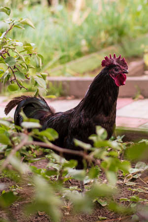 a black rooster walks in the summer on the lawn in the garden, a portrait of a domestic black rooster against a background of greenery close-up with space for copying textの写真素材
