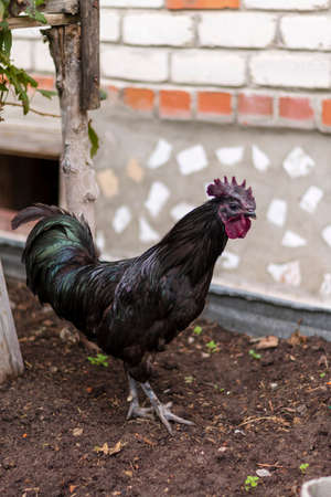 beautiful rooster walks near the house, rooster walks in the summer on the lawn in the garden, a portrait of a domestic black rooster against a background of greenery close-up with copy spaceの写真素材