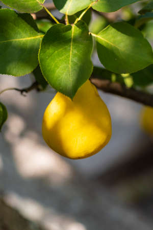 One yellow pear hangs on a tree branch. Selective focus on a pear against a backdrop of beautiful bokeh, space for copyingの写真素材