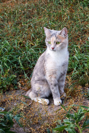 Kuril Bobtail, an aboriginal breed of short-tailed cat native to the Kuril Islandsの写真素材