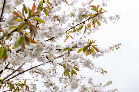 Flowering apple tree in spring, apple branch with white flowers, apple blossom close-up