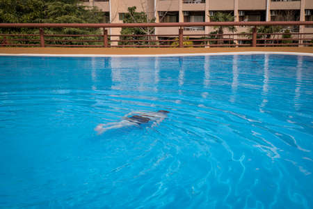 An elderly gray-haired retired man swims in an outdoor pool outside on a sunny afternoon. The concept of a healthy active lifestyle of people in old ageの写真素材