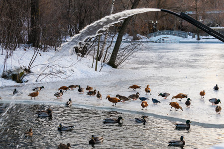Wintering waterfowl. Ducks, waterfowl on the shore of a winter pond. Winter landscape with ducksの写真素材
