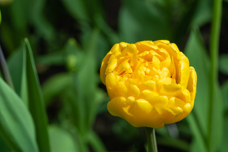 Bright beautiful yellow tulip, terry peony tulip close-up, luxury garden flowersの写真素材