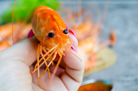 Large boiled king shrimp in a woman's hand close-upの写真素材