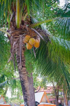 Coconut palm. Palm tree with ripe delicious young coconuts on the sandy shore of the Gulf of Thailand. The concept of a summer holiday in the tropics by the sea in Thailandの写真素材