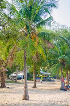 Coconut palm. Palm tree with ripe delicious young coconuts on the sandy shore of the Gulf of Thailand. The concept of a summer holiday in the tropics by the sea in Thailandの写真素材