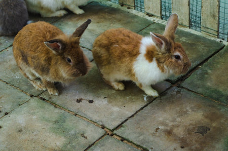Two small red rabbits in a mini-zooの写真素材