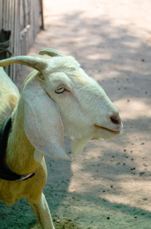 Close-up portrait of a white goat. A young goat looks into the cameraの写真素材
