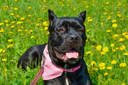 Beautiful black dog of the Italian Cane Corso breed in a pink collar on a sunny day lies on a field with yellow dandelion flowersの写真素材