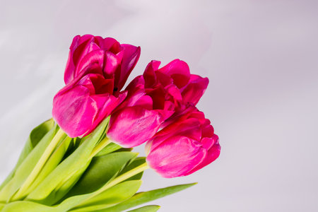 bouquet of red tulips close-up on reflective surface, copy space, space for text, selective focusの写真素材
