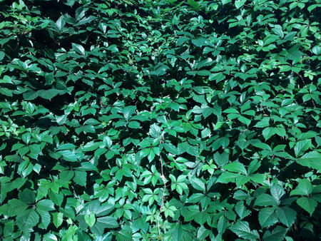 A green wall made of Virginia creeper. Parthenocissus quinquefolia.