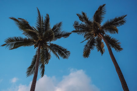 Two tall coconut palm trees under a bright blue sky with gentle clouds, symbolizing tropical paradise, summer vacation, and relaxing island atmosphere.の写真素材