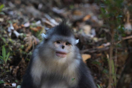 Yunnan golden monkey