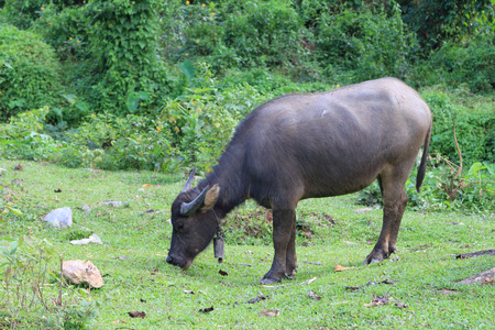 Thai buffalo in grass field north of thailand