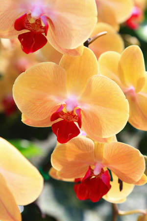 Yellow Orchid flower - Vandaの写真素材