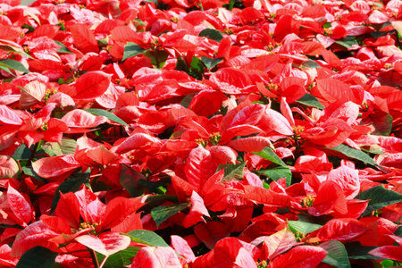 Red poinsettia flower (Euphorbia pulcherrima)の写真素材