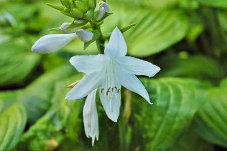 White Lilyの写真素材