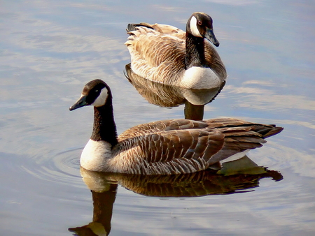 Close-up of a pair of Canadian Geeseの写真素材