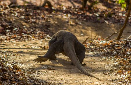 Komodo Dragon on Comodo Island, Indonesiaの写真素材