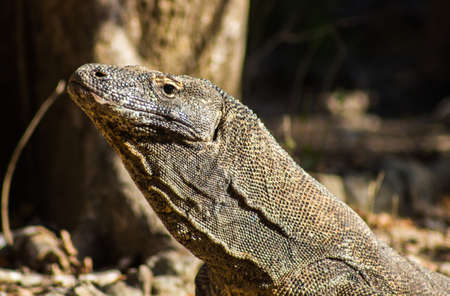 Komodo Dragon on Komodo Islandの写真素材