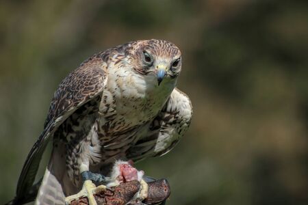 falcon - Falco, falconry, Vorarlberg, Austriaの写真素材