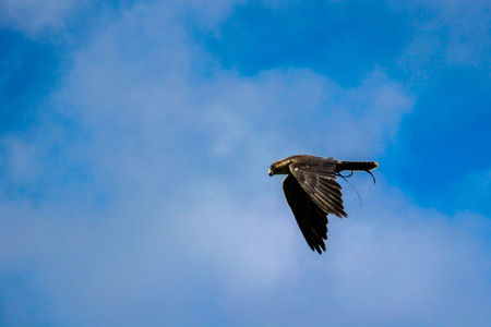 falcon - Falco, falconry, Vorarlberg, Austriaの写真素材